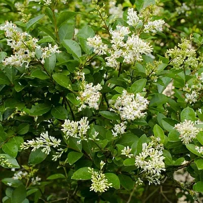 Бирючина  Бирючина в Пензе