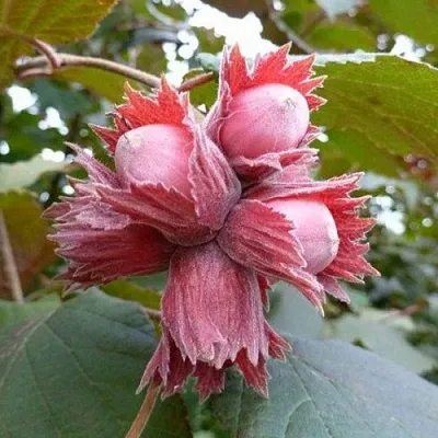 Фундук СКАРЛЕТТ в Пензе