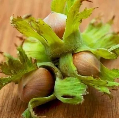 Фундук ГИГАНТ ТАМБОВСКИЙ в Пензе