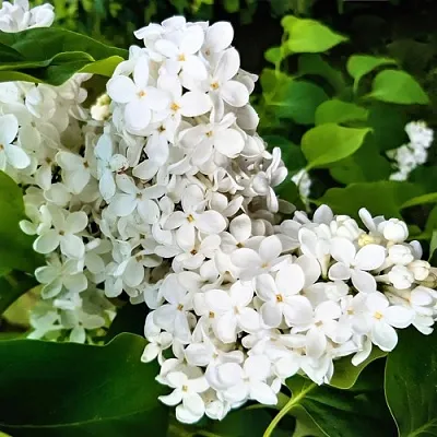 Сирень МАЛЕНЬКИЙ ПРИНЦ в Пензе