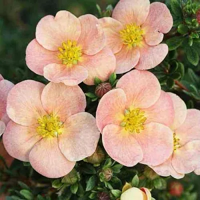 Лапчатка ДЕЙДАУН кустарниковая   Лапчатка ДЕЙДАУН кустарниковая  в Пензе