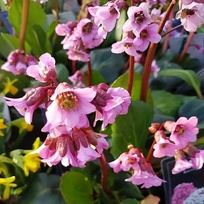 Бадан БЭБИ ДОЛЛ в Пензе