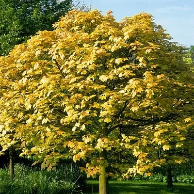 Клен ложноплатановый  Клен ложноплатановый в Пензе