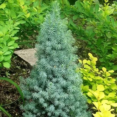 Ель КОНИКА сизая  Ель КОНИКА сизая в Пензе