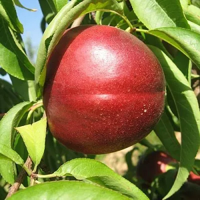 Нектарин ФАНТАЗИЯ  Нектарин ФАНТАЗИЯ в Пензе