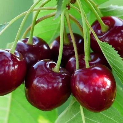 Дюк ЖИВИЦА (ЧЕРЕВИШНЯ)  Дюк ЖИВИЦА (ЧЕРЕВИШНЯ) в Пензе