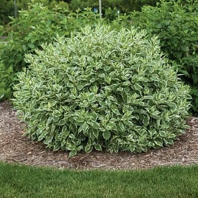 Дерен ЭЛЕГАНТИССИМА белый  Дерен ЭЛЕГАНТИССИМА белый в Пензе