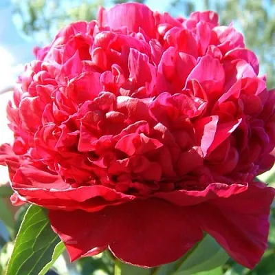 Пион ИНСПЕКТОР ЛАВЕРН травянистый  Пион ИНСПЕКТОР ЛАВЕРН травянистый в Пензе