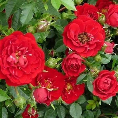 Саженцы роз РЕД КАСКАД почвопокровная  Саженцы роз РЕД КАСКАД почвопокровная в Пензе