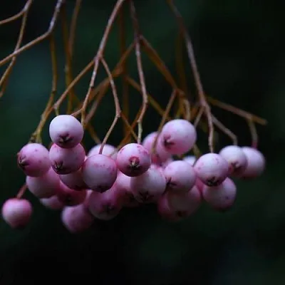 Рябина ПЕКИНСКАЯ сладкоплодная  Рябина ПЕКИНСКАЯ сладкоплодная в Пензе