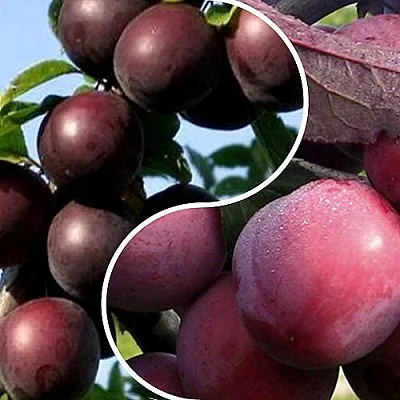 Комплект ИЗЮМИНКА САДА в Пензе