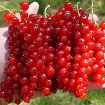 Смородина красная РЕД ПУЛ  Смородина красная РЕД ПУЛ в Пензе