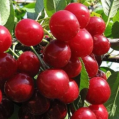 Вишня ГЛУБОКСКАЯ в Пензе