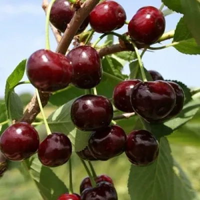 Вишня ГРИОТ БЕЛОРУССКИЙ в Пензе