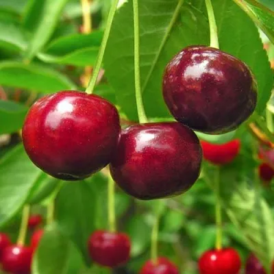 Вишня УЙФЕХЕРТОЙ ФЮРТОШ в Пензе