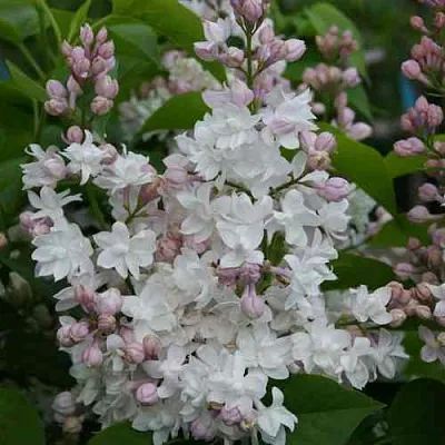 Сирень КРАСАВИЦА МОСКВЫ  Сирень КРАСАВИЦА МОСКВЫ в Пензе