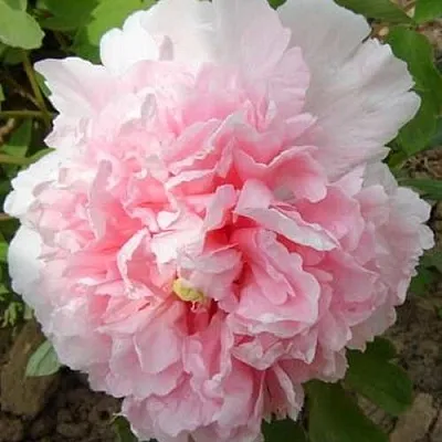 Пион БУКЕТ РОЗОВЫХ ГВОЗДИК древовидный  Пион БУКЕТ РОЗОВЫХ ГВОЗДИК древовидный в Пензе