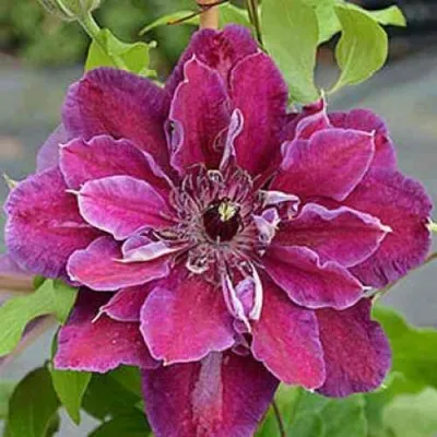 Клематис МАЙ БЬЮТИ — описание сорта Клематис МАЙ БЬЮТИ в Пензе