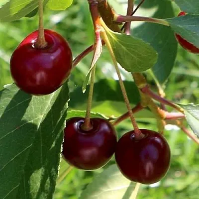 Дюк НАДЕЖДА  Дюк НАДЕЖДА в Пензе