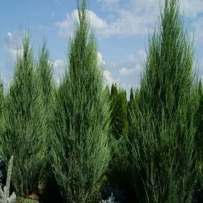 Можжевельник СКАЙРОКЕТ скальный  Можжевельник СКАЙРОКЕТ скальный в Пензе