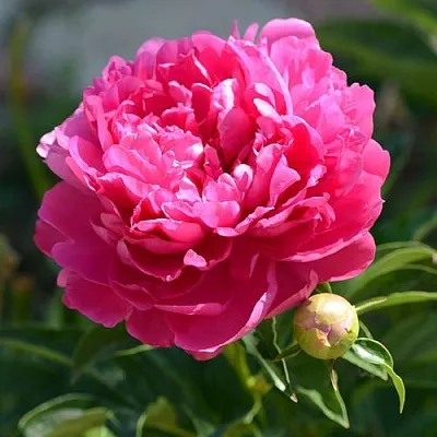 Пион БУШЕЛА травянистый  Пион БУШЕЛА травянистый в Пензе