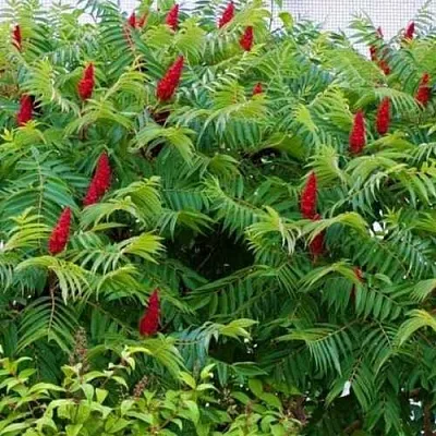 Сумах  Сумах в Пензе