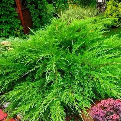 Можжевельник МИНТ ДЖУЛЕП средний  Можжевельник средний Mint Julep (МИНТ ДЖУЛЕП) в Пензе