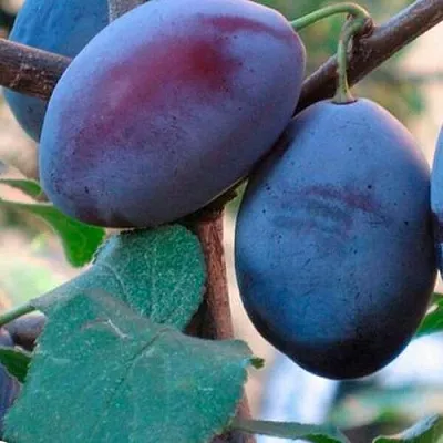 Слива СМОЛИНКА  Слива СМОЛИНКА в Пензе