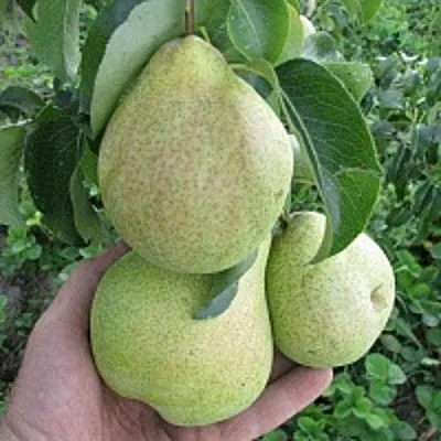 Груша КУДЕСНИЦА  Груша КУДЕСНИЦА в Пензе