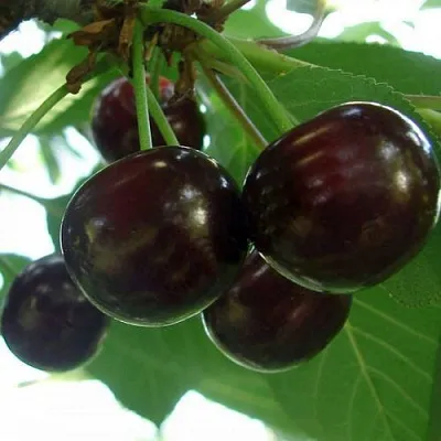 Дюк КСЕНИЯ (ЧЕРЕВИШНЯ)  Дюк КСЕНИЯ (ЧЕРЕВИШНЯ) в Пензе