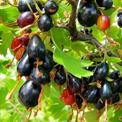 Смородина золотистая БОКАЛИНСКАЯ  Смородина золотистая БОКАЛИНСКАЯ в Пензе