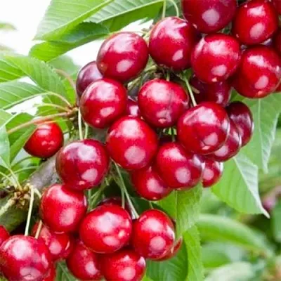 Вишня МАЛЮТКА колонновидная в Пензе