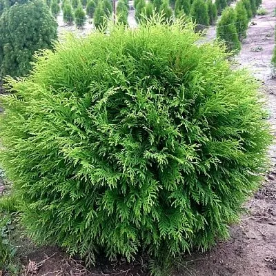 Туя ЛИТЛ ЧЕМПИОН западная  Туя ЛИТЛ ЧЕМПИОН западная в Пензе