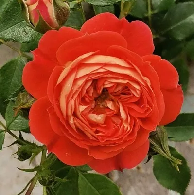 Саженцы роз СТАРЛЕТ РОУЗ КАРМЕН плетистая  Саженцы роз СТАРЛЕТ РОУЗ КАРМЕН плетистая в Пензе