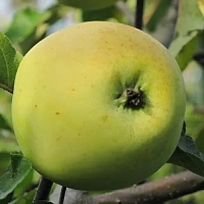 Яблоня РОССИЯНКА  Яблоня РОССИЯНКА в Пензе