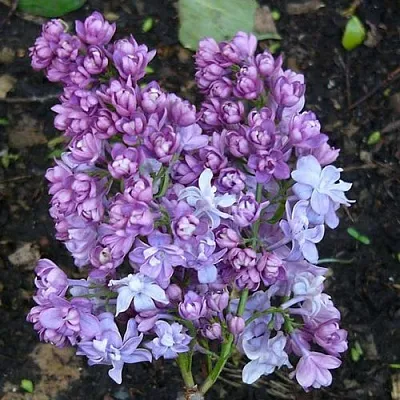 Сирень НАДЕЖДА  Сирень НАДЕЖДА в Пензе