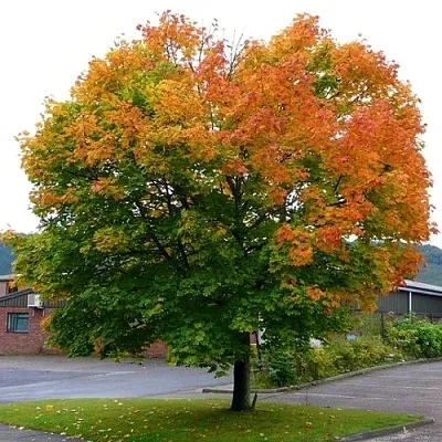 Клен остролистный  Клен остролистный в Пензе