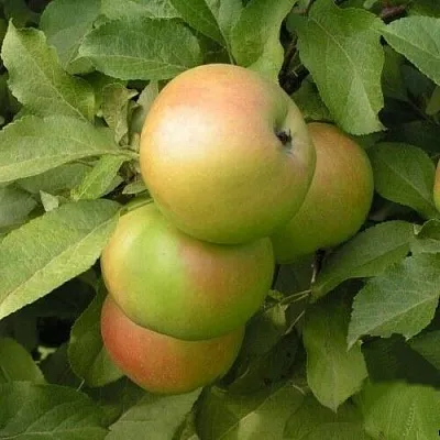 Яблоня ВЕРБНОЕ  Яблоня ВЕРБНОЕ в Пензе