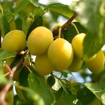 Слива ОЧАКОВСКАЯ ЖЕЛТАЯ  Слива ОЧАКОВСКАЯ ЖЕЛТАЯ в Пензе