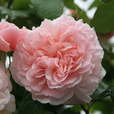 Саженцы роз РОЗ ДЕ ТОЛБИАК плетистая  Саженцы роз РОЗ ДЕ ТОЛБИАК плетистая в Пензе