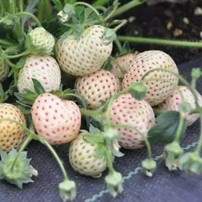 Клубника АНАНАСА ремонтантная — описание сорта Клубника АНАНАСА ремонтантная в Пензе