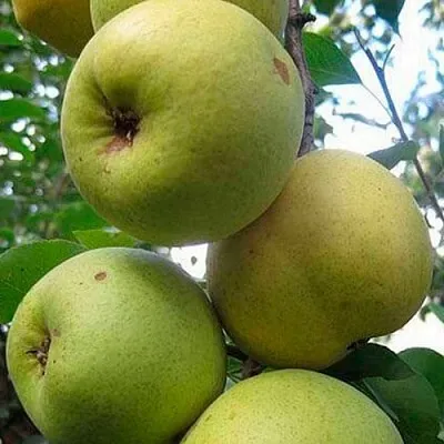 Груша РОГНЕДА  Груша РОГНЕДА в Пензе