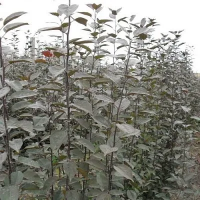 Подвой яблони 54-118 в Пензе