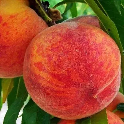 Персик ЗОЛОТОЙ ЮБИЛЕЙ  Персик ЗОЛОТОЙ ЮБИЛЕЙ в Пензе