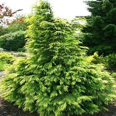 Кипарисовик САНКИСТ лавсона в Пензе