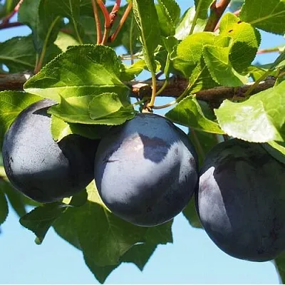 Слива ВОЛАТ  Слива ВОЛАТ в Пензе