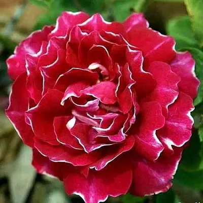 Саженцы роз БАРОН ЖИРО ДЕ ЛЕН ремонтантная  Саженцы роз БАРОН ЖИРО ДЕ ЛЕН ремонтантная в Пензе