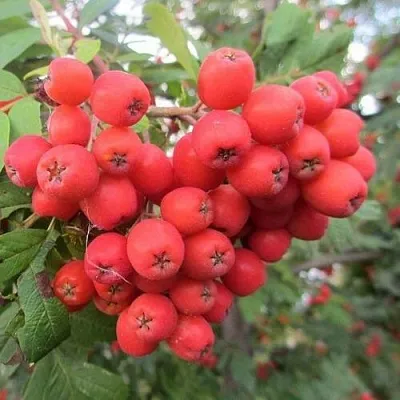 Рябина НЕВЕЖИНСКАЯ сладкоплодная  Рябина НЕВЕЖИНСКАЯ сладкоплодная в Пензе