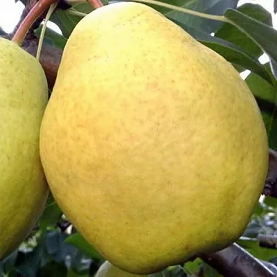 Груша ОСЕННИЙ ВЕЛИКАН  Груша ОСЕННИЙ ВЕЛИКАН в Пензе