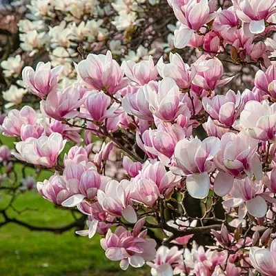 Магнолия  Магнолия в Пензе